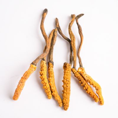 Cordyceps sinensis