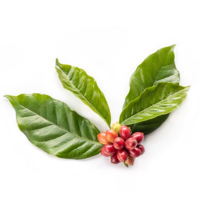 Robusta