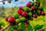 Microlots