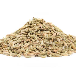 Fennel (Foeniculum Vulgare) – Herb