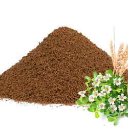 Spelt-Chicory Coffee with Brahmi